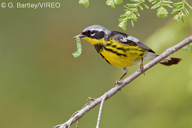 Magnolia Warbler b57-10-073.jpg